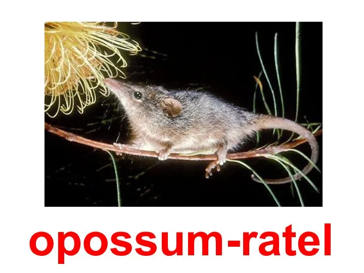 opossum-ratel