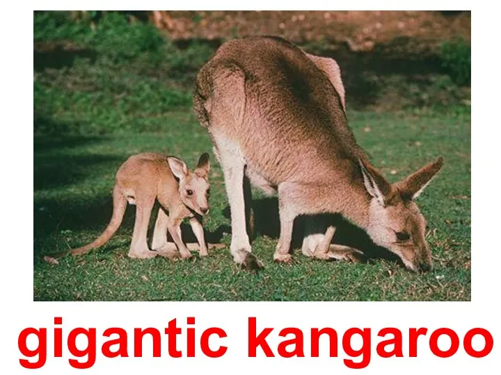gigantic kangaroo