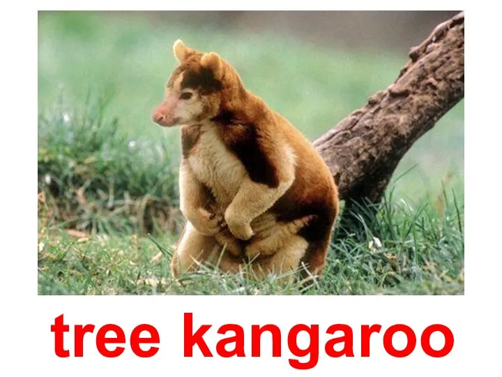 tree kangaroo