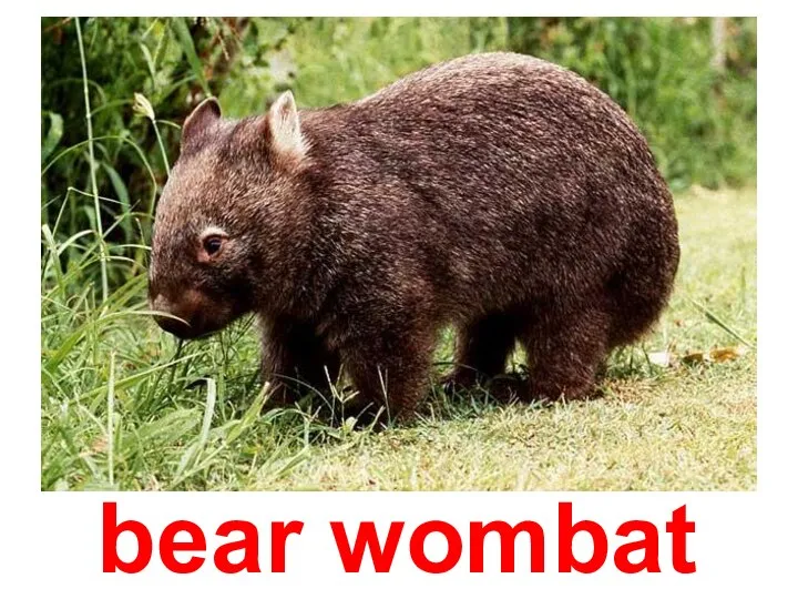 bear wombat
