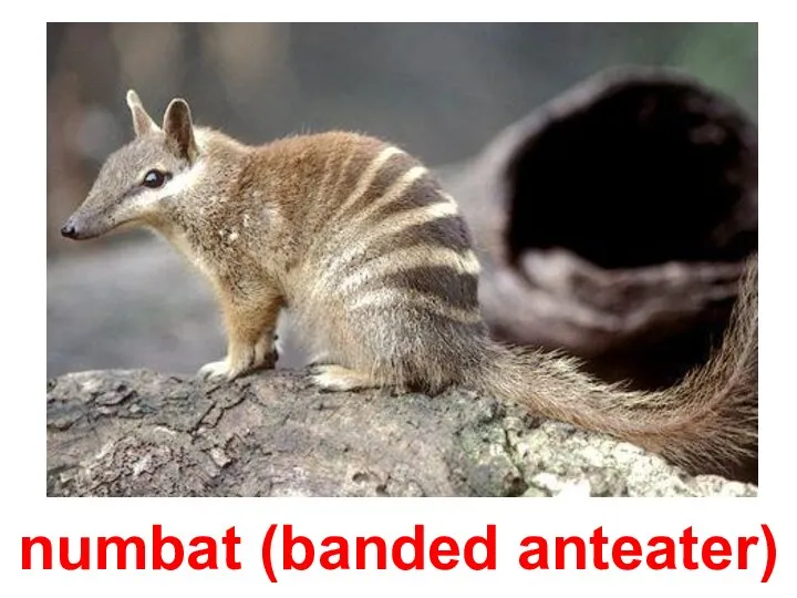 numbat (banded anteater)