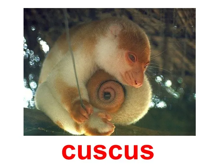 cuscus