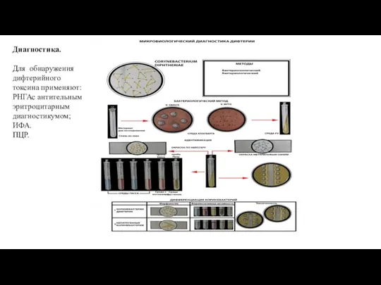 Диагностика. Для обнаружения дифтерийного токсина применяют: РНГАс антительным эритроцитарным диагностикумом; ИФА. ПЦР.