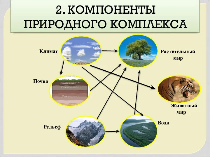 2. КОМПОНЕНТЫ ПРИРОДНОГО КОМПЛЕКСА Рельеф Животный мир Вода Растительный мир Климат Почва