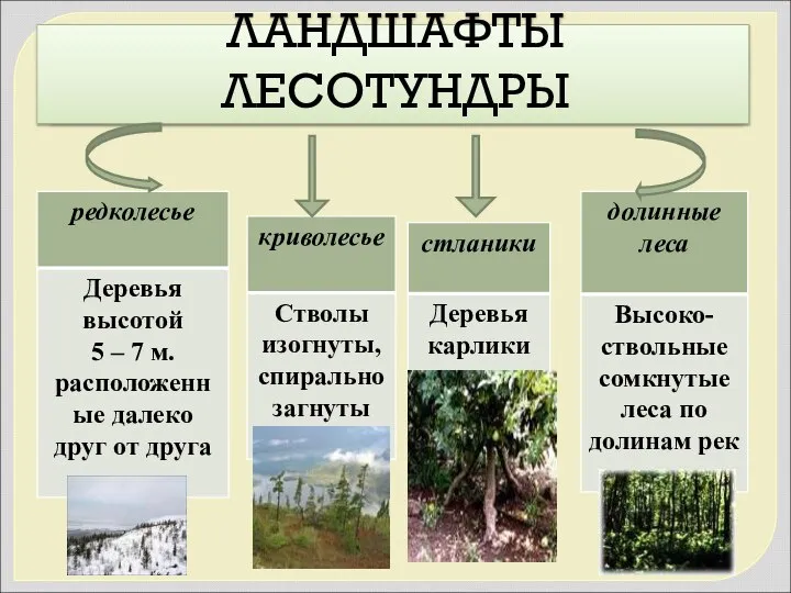 ЛАНДШАФТЫ ЛЕСОТУНДРЫ