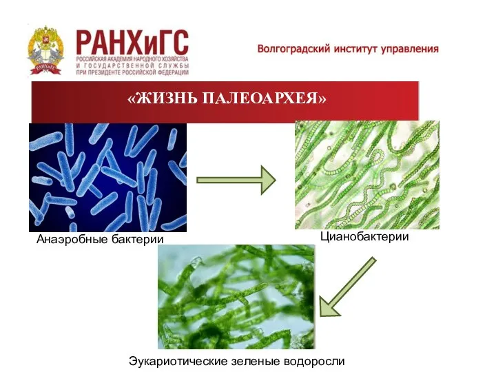 «ЖИЗНЬ ПАЛЕОАРХЕЯ» Анаэробные бактерии Цианобактерии Эукариотические зеленые водоросли
