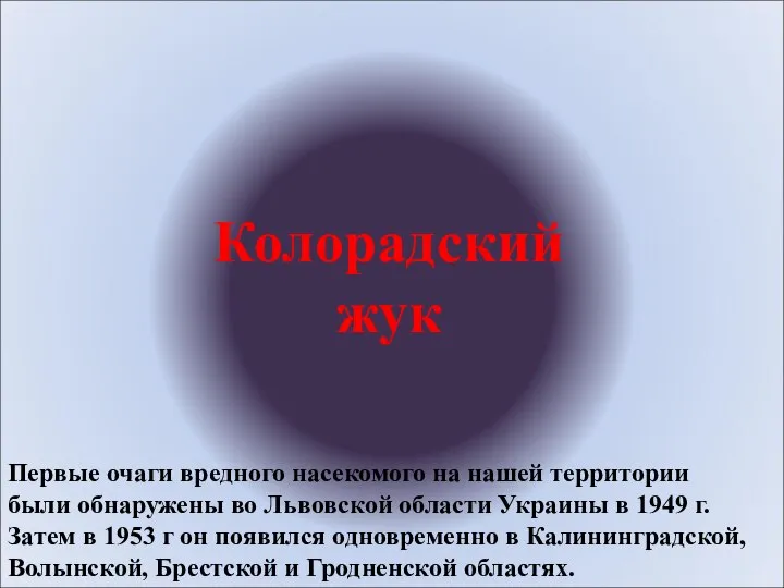 Колорадский жук Первые очаги вредного насекомого на нашей территории были обнаружены во