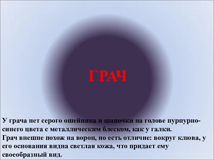 ГРАЧ У грача нет серого ошейника и шапочки на голове пурпурно-синего цвета