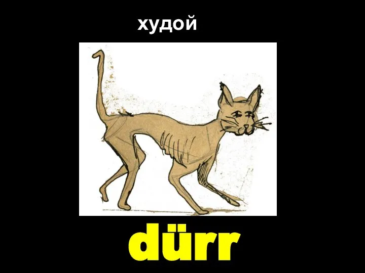 dürr худой