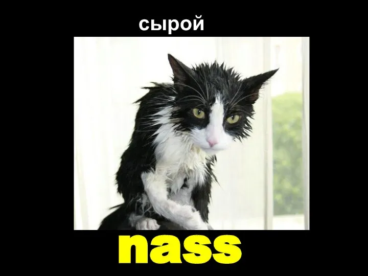 nass сырой