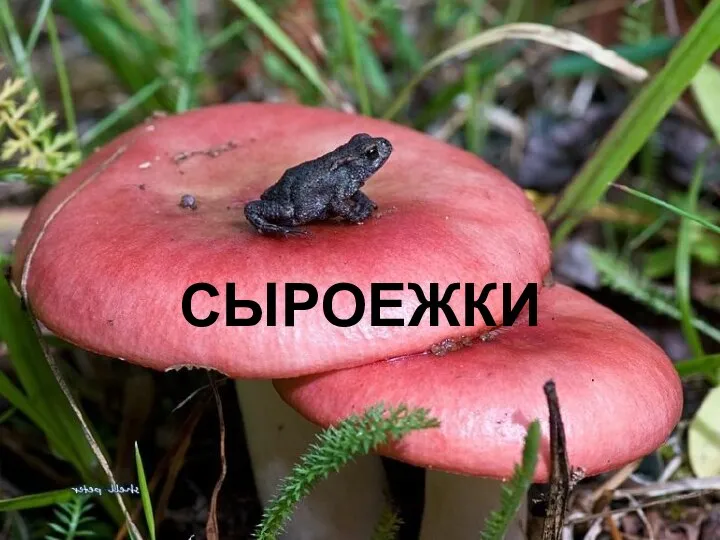 СЫРОЕЖКИ