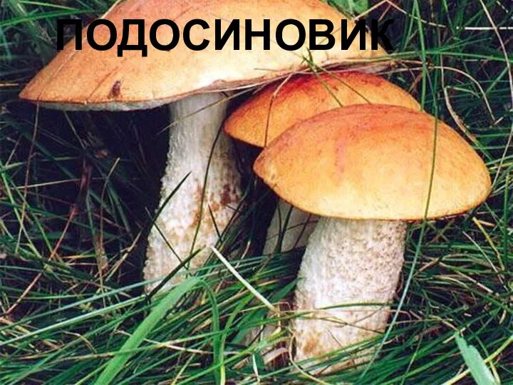 ПОДОСИНОВИК