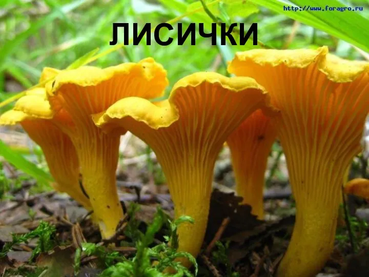 ЛИСИЧКИ