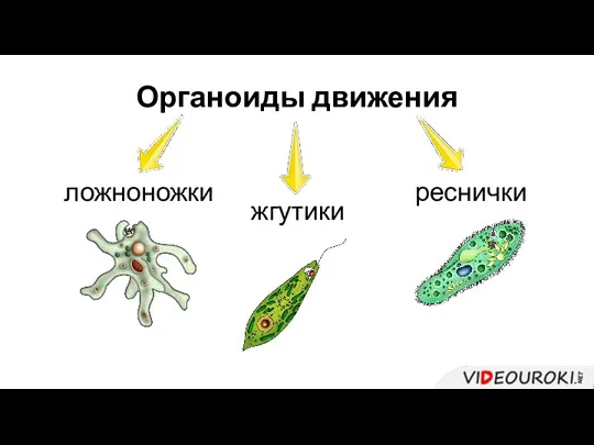 Органоиды движения ложноножки жгутики реснички