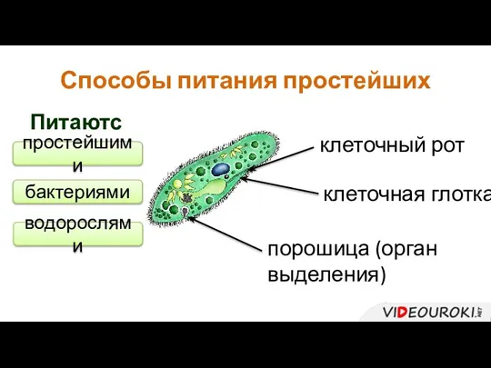 Способы питания простейших клеточный рот клеточная глотка порошица (орган выделения) Питаются: простейшими бактериями водорослями