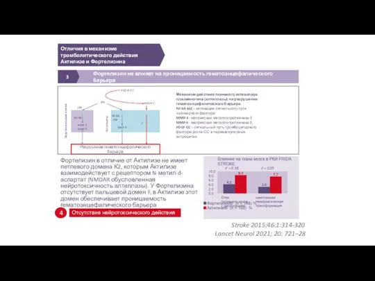 Отличия в механизме тромболитического действия Актилизе и Фортелизина Stroke 2015;46:1:314-320 Lancet Neurol