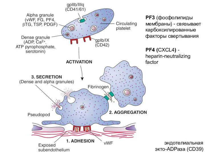 PF4 (CXCL4) - heparin-neutralizing factor PF3 (фосфолипиды мембраны) - связывает карбоксилированные факторы