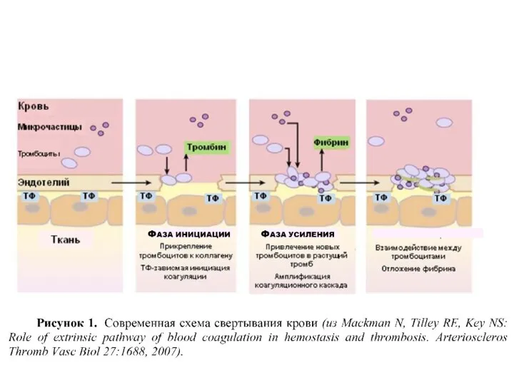 The process of amplification occurs independently of the TF – FVIIa complex,