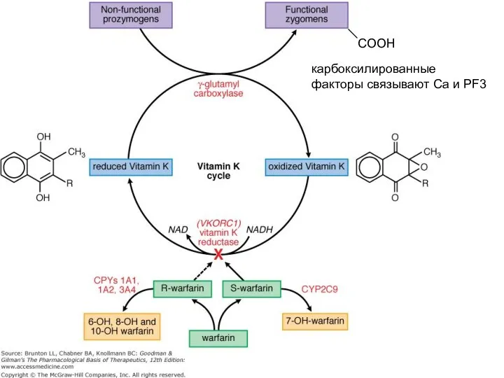 Carboxylated factors are now able to bind to calcium and PF3 glutamic