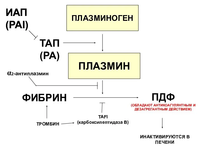 ИНАКТИВИРУЮТСЯ В ПЕЧЕНИ ПЛАЗМИНОГЕН ПЛАЗМИН ФИБРИН ПДФ (ОБЛАДАЮТ АНТИКОАГУЛЯНТНЫМ И ДЕЗАГРЕГАНТНЫМ ДЕЙСТВИЕМ)