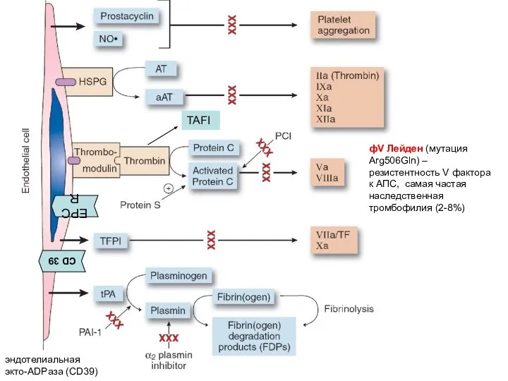 FV Leiden (FV Arg506Gln) that is resistant to APC, leading to the