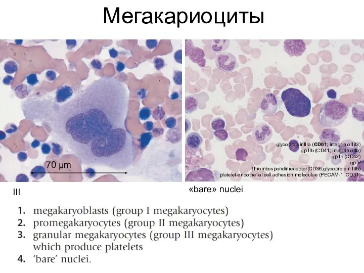 Мегакариоциты III «bare» nuclei 70 μm glycoproteinIIIa (CD61; integrin αIIβ3) gp IIb