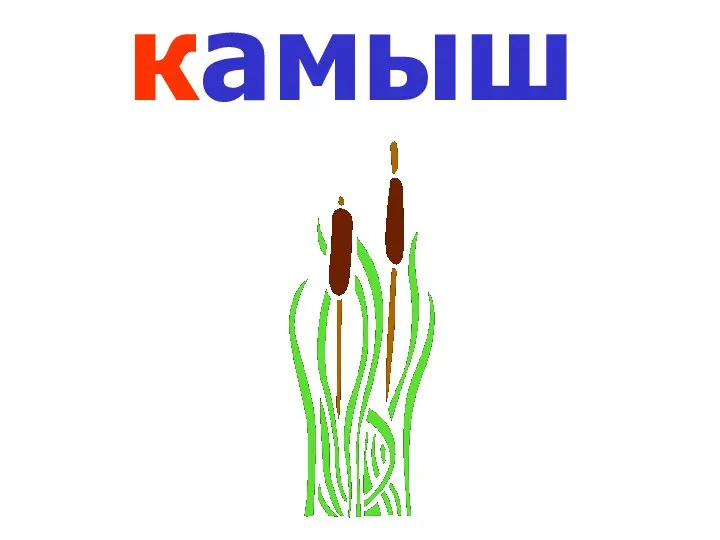 камыш