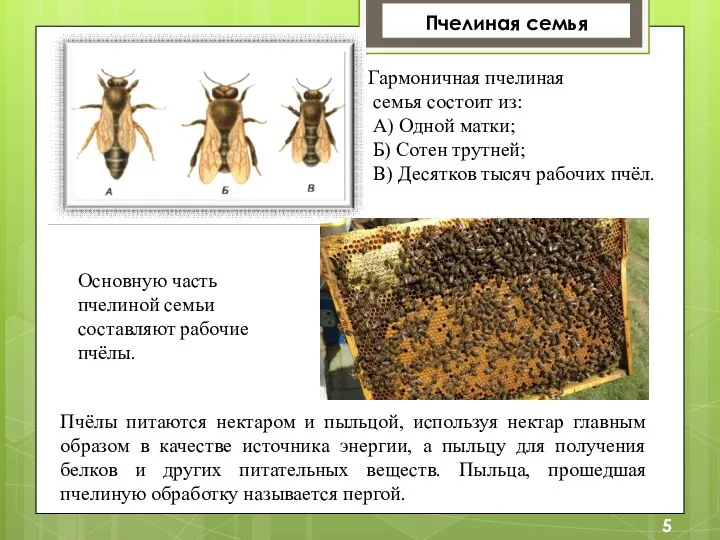Гармоничная пчелиная семья состоит из: А) Одной матки; Б) Сотен трутней; В)