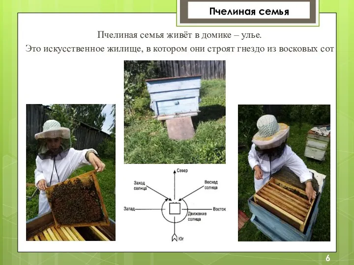 Пчелиная семья живёт в домике – улье. Это искусственное жилище, в котором