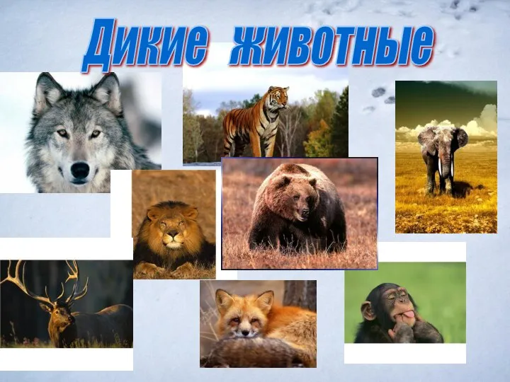 Дикие животные