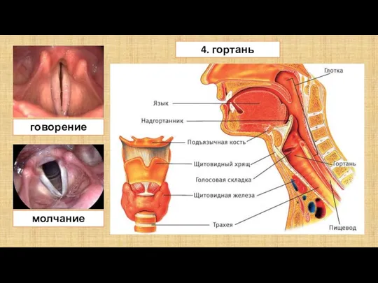 4. гортань говорение молчание