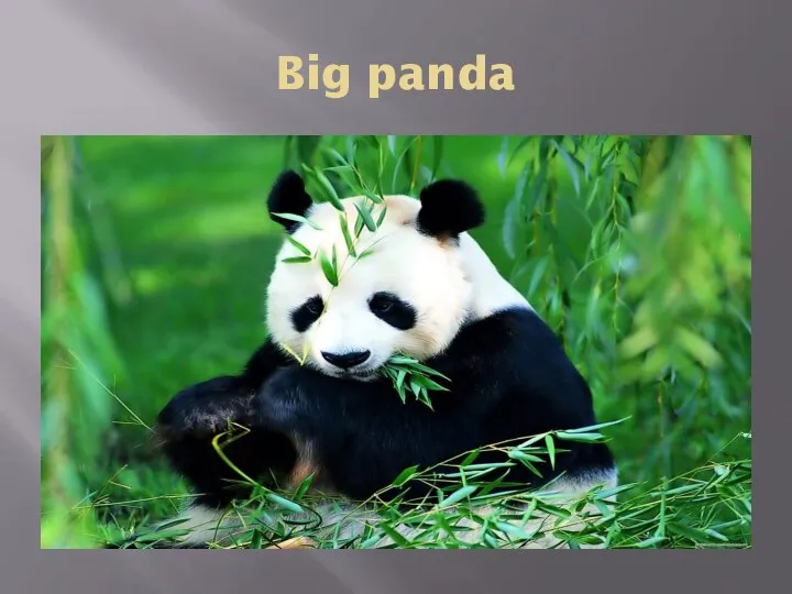 Big panda