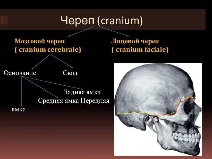 Череп (cranium) Мозговой череп ( cranium cerebrale) Лицевой череп ( cranium faciale)