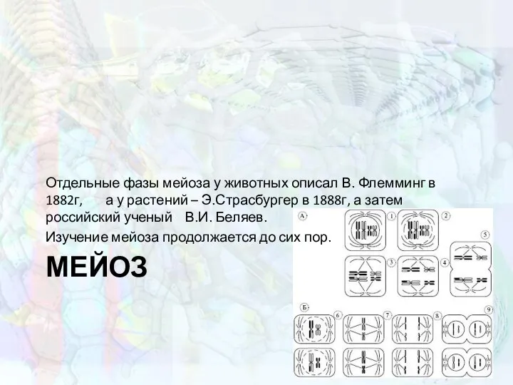 МЕЙОЗ Отдельные фазы мейоза у животных описал В. Флемминг в 1882г, а