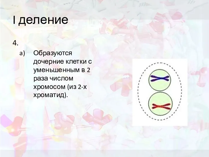 I деление 4. Образуются дочерние клетки с уменьшенным в 2 раза числом хромосом (из 2-х хроматид).