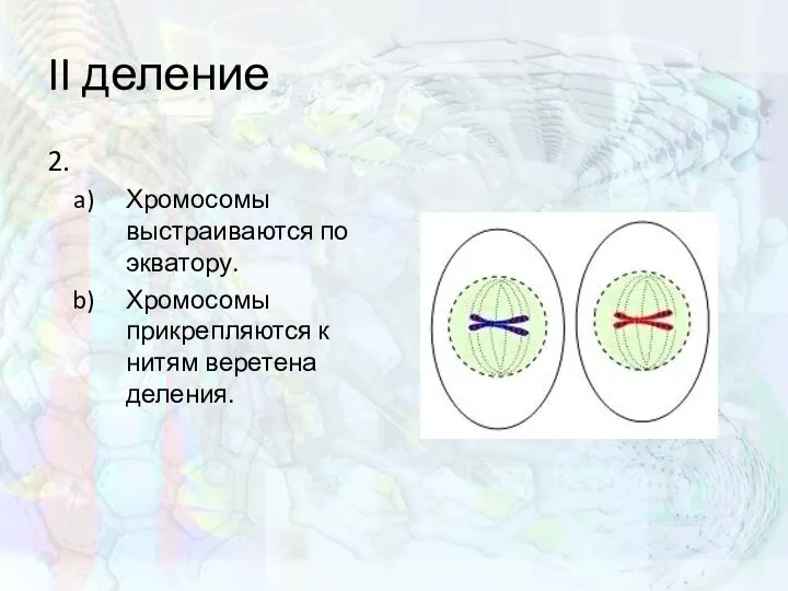 II деление 2. Хромосомы выстраиваются по экватору. Хромосомы прикрепляются к нитям веретена деления.
