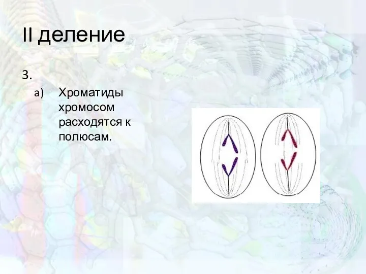 II деление 3. Хроматиды хромосом расходятся к полюсам.