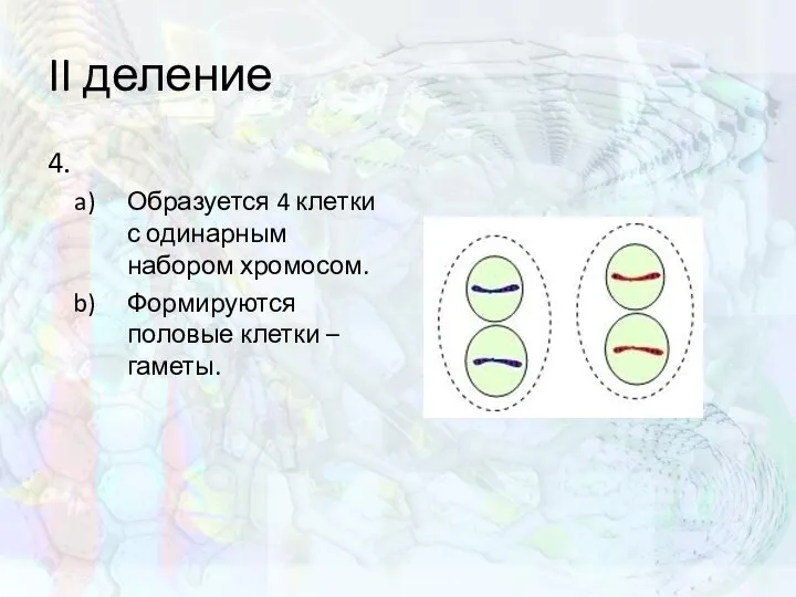 II деление 4. Образуется 4 клетки с одинарным набором хромосом. Формируются половые клетки – гаметы.