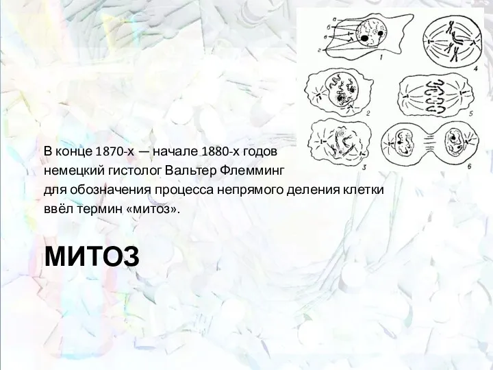 МИТОЗ В конце 1870-х — начале 1880-х годов немецкий гистолог Вальтер Флемминг