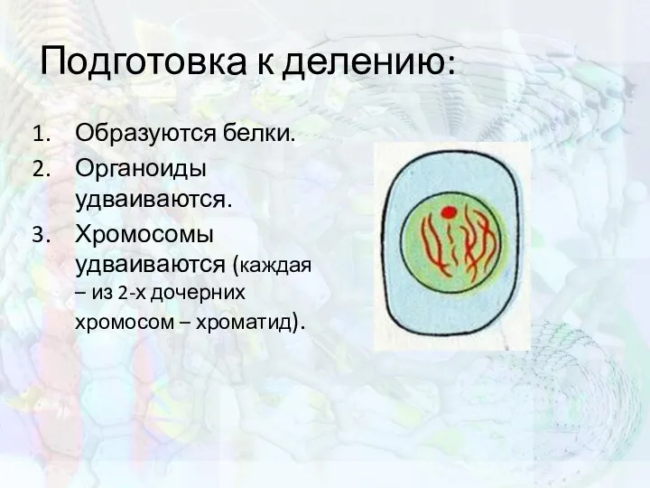 Подготовка к делению: Образуются белки. Органоиды удваиваются. Хромосомы удваиваются (каждая – из