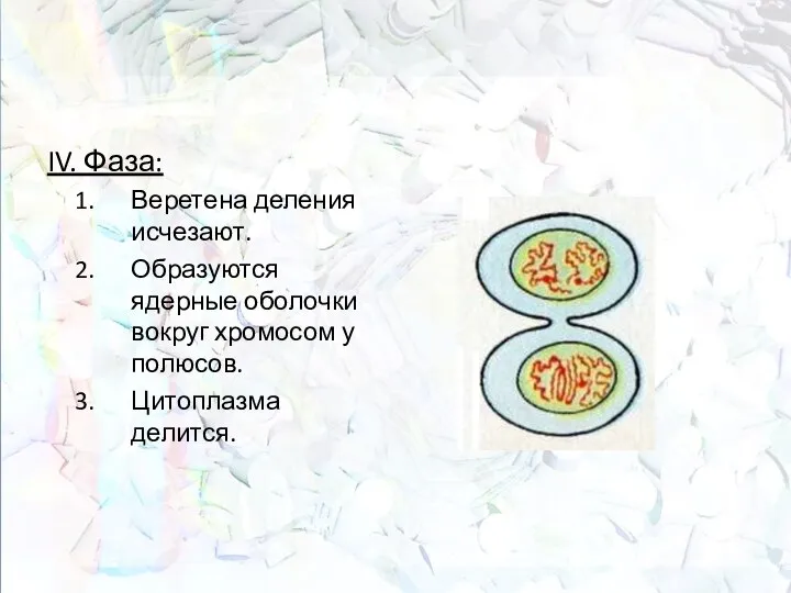 IV. Фаза: Веретена деления исчезают. Образуются ядерные оболочки вокруг хромосом у полюсов. Цитоплазма делится.