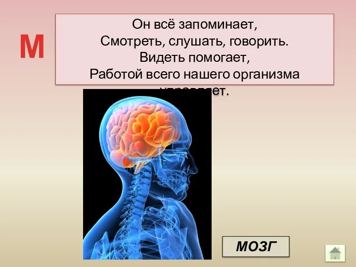 Он всё запоминает, Смотреть, слушать, говорить. Видеть помогает, Работой всего нашего организма управляет. М МОЗГ