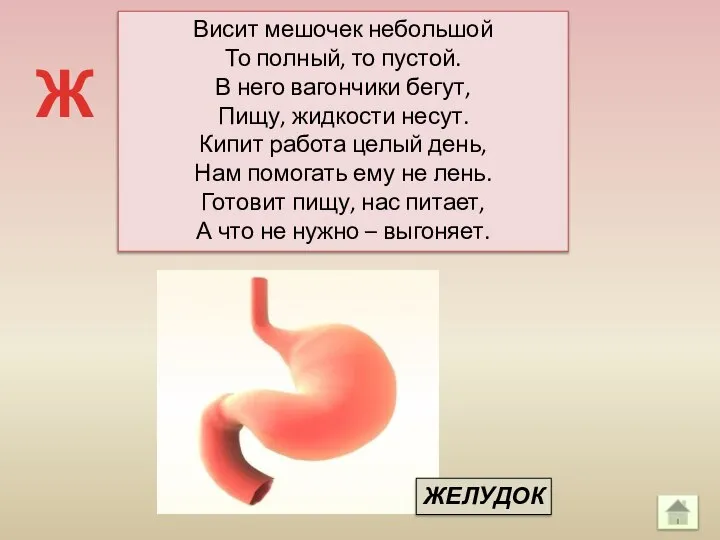 Висит мешочек небольшой То полный, то пустой. В него вагончики бегут, Пищу,