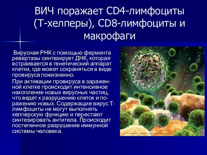 ВИЧ поражает CD4-лимфоциты (Т-хелперы), CD8-лимфоциты и макрофаги Вирусная РНК с помощью фермента