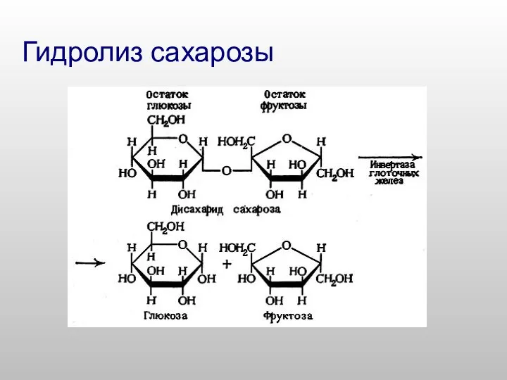 Гидролиз сахарозы