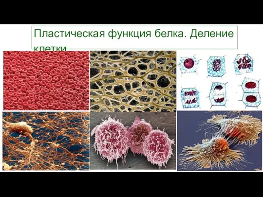 Пластическая функция белка. Деление клетки. Атомарный состав человеческого тела обновляется на 98% в течение года. 3/27/2018