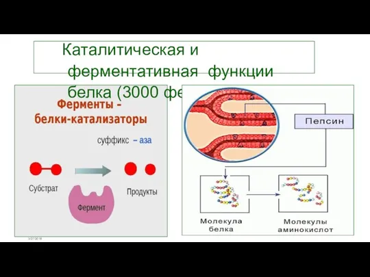 3/27/2018 Каталитическая и ферментативная функции белка (3000 ферментов)