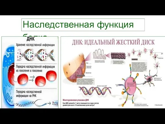 Наследственная функция белка 3/27/2018