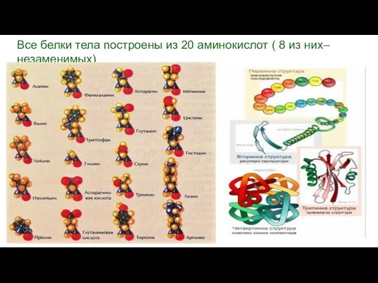 Все белки тела построены из 20 аминокислот ( 8 из них– незаменимых) 3/27/2018