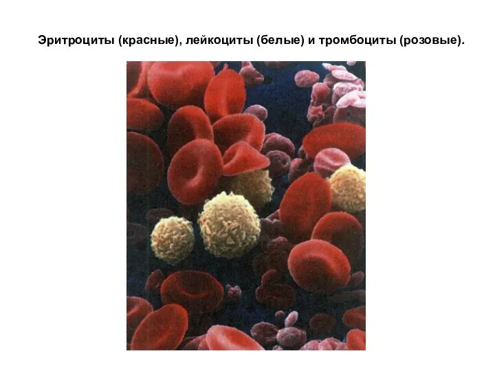 Эритроциты (красные), лейкоциты (белые) и тромбоциты (розовые).